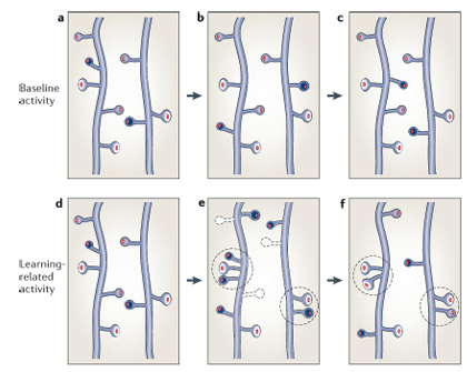 <ul><li><p>Onder basale condities, kan het toevoegen en weghalen van kleine, transiënte spines bijdragen aan tijdelijke veranderingen in connectiviteit in corticale circuits. </p></li></ul><ul><li><p>Na het leren van een nieuwe ervaring kunnen enkele van deze transiënte spines gestabiliseerd worden</p></li></ul><p></p>