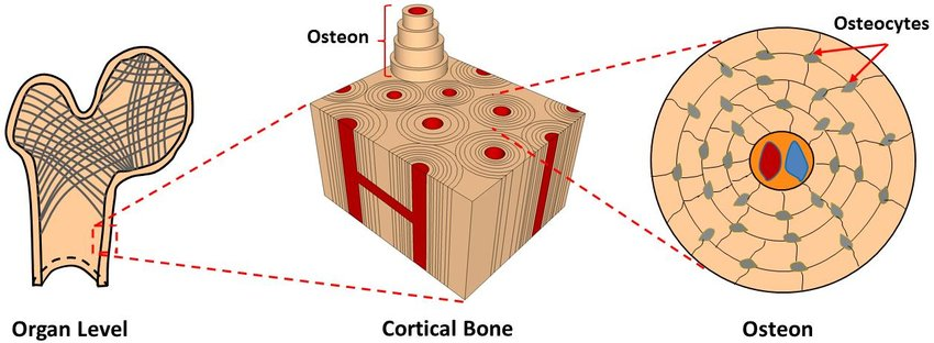 <p><strong>osteons</strong> are located only in <span style="color: blue"><strong>compact</strong></span><strong> bone </strong></p>