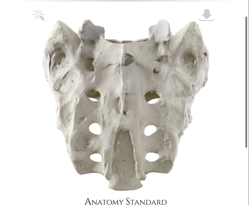 <p>Hoe heet het craniale deel?</p>