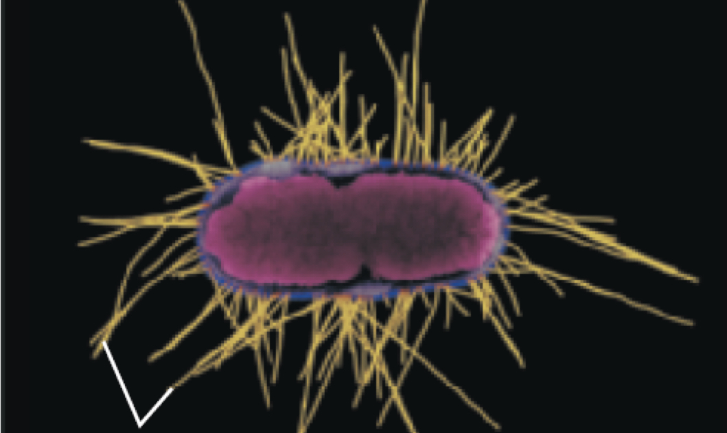 <p>Hairlike appendages on bacteria that assist in attachment to surfaces.</p>