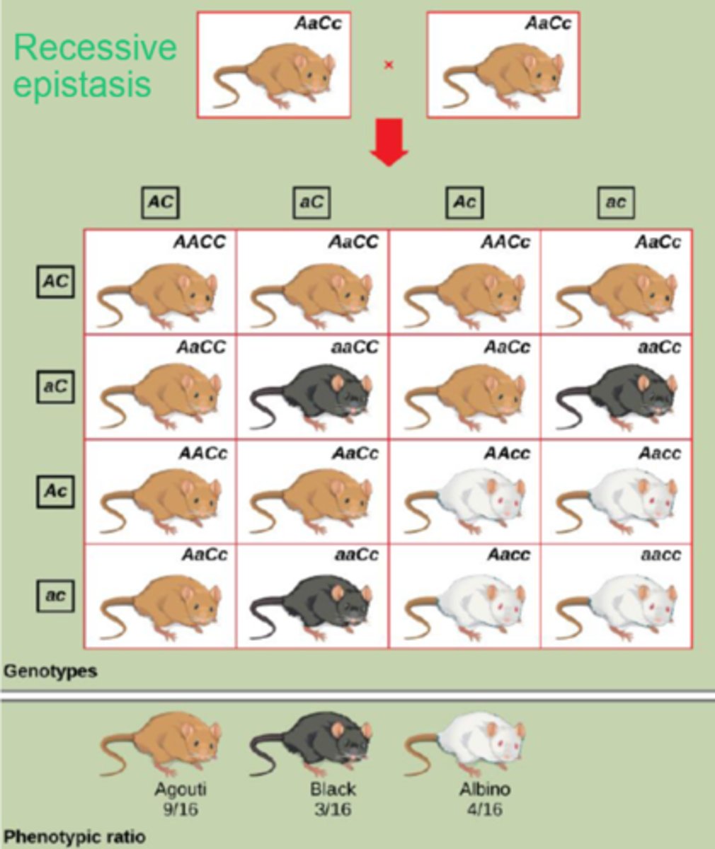 <p>When recessive alleles at one gene mask both dominant and recessive alleles at another gene.</p>
