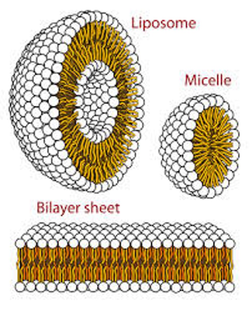 <p>True. Because phospholipids are Amphipathic with distinct Hydrophilic and Hydrophobic regions, they naturally assemble Micelles or Liposomes in aqueous solutions.</p>