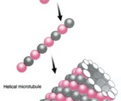 <p>microtubles</p>