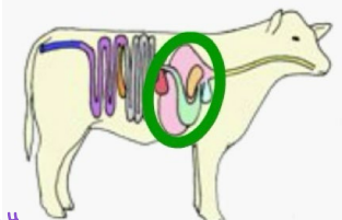 <p><strong><u>Ruminants </u></strong></p><p>_________</p><ul><li><p><strong>Structure and function is the main difference between ruminants and monogastrics </strong></p></li><li><p>Multi-compartmented: rumen, reticulum, omasum, abomasum → <span style="color: blue;"><strong>microbes in rumen can tolerate large variations in pH</strong></span></p></li></ul><p></p>