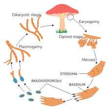 <p><span>Plasmogamy is </span><strong>a stage in the sexual reproduction of fungi</strong><span>, in which the protoplasm of two parent cells (usually from the mycelia) fuse without the fusion of nuclei, effectively bringing two haploid nuclei close together in the same cell.</span></p>