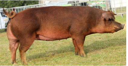 <p>What is this breed?</p>