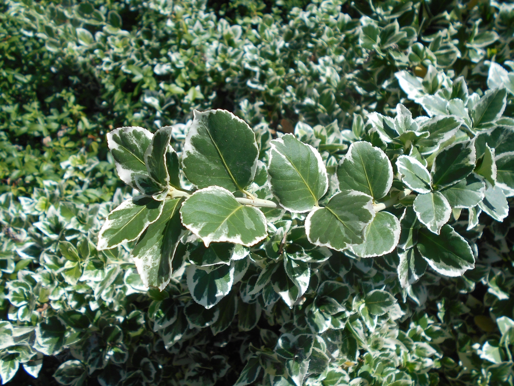 Wintercreeper Euonymus