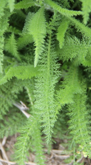 <p><em>Common </em>Yarrow</p>