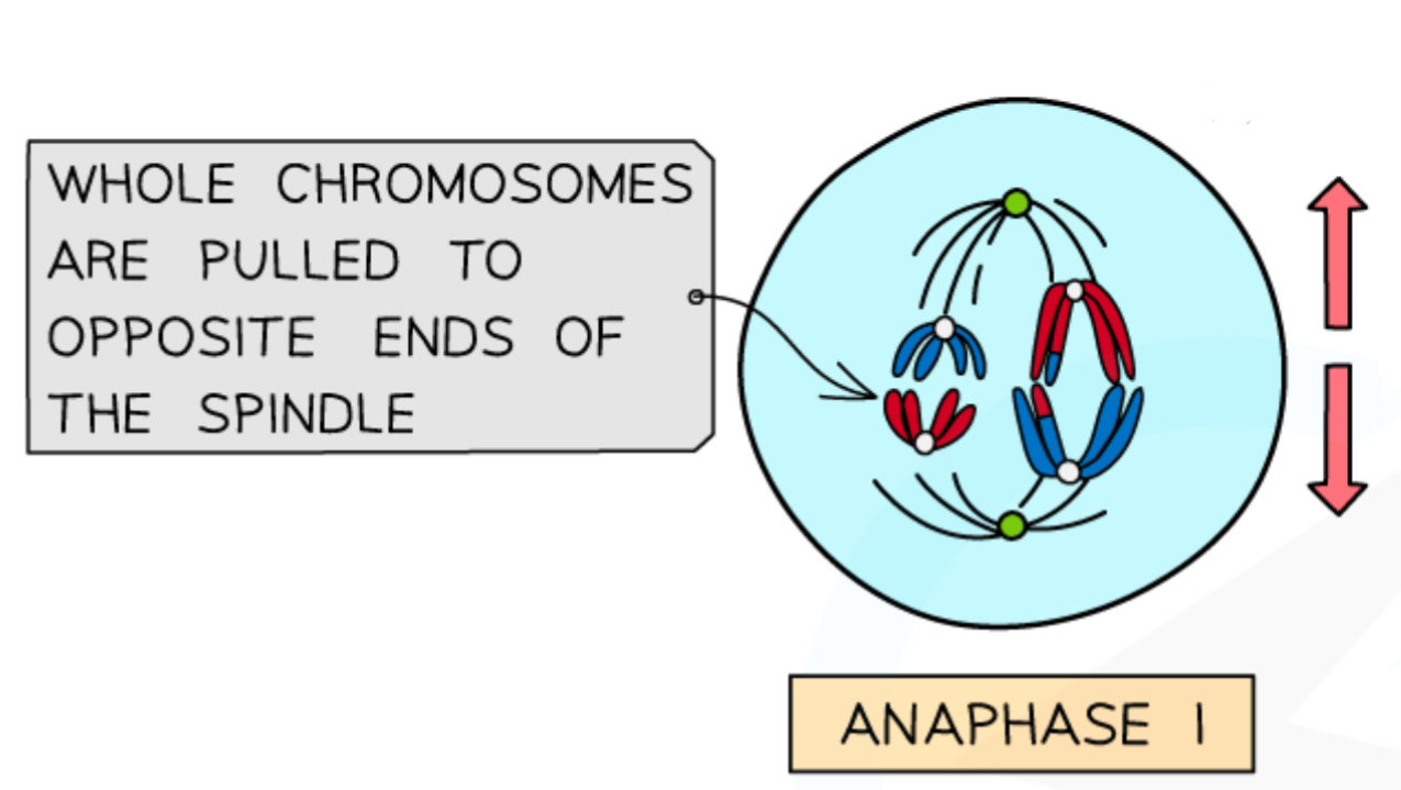 <ul><li><p><strong>Spindle fibres contract</strong>, pulling <strong>whole</strong> chromosomes to each pole</p></li><li><p>The bivalents are split up, so both poles have a version of each chromosome (which still have two chromatids joined by a centromere)</p></li><li><p>Meiosis 1 is called <strong>reduction division </strong>because the chromosome number of resulting cells is <strong>halved</strong>, due to anaphase 1</p></li></ul><p>Anaphase 2 is the same as anaphase in mitosis</p>