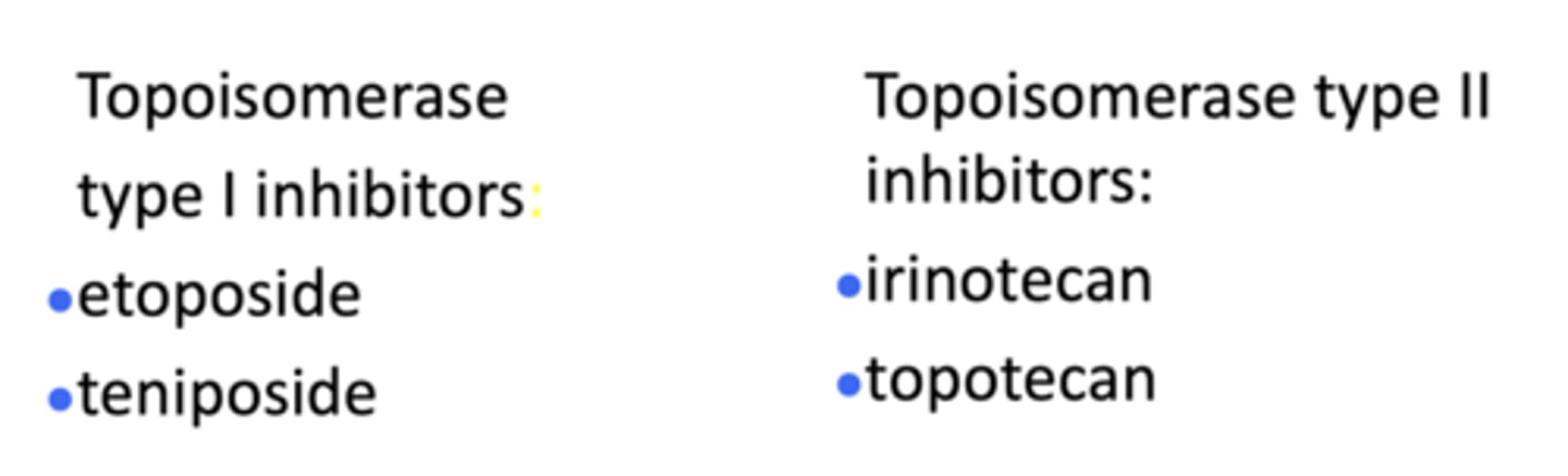 <p>Type I</p><p>Type II</p>