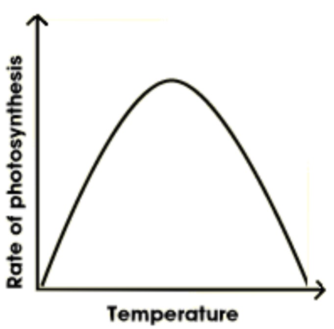 <ul><li><p><span>many reactions in <mark data-color="green" style="background-color: green; color: inherit;">photosynthesis</mark> (particularly light-independent stage) involve enzymes</span></p></li><li><p><span>enzymes need to have enough <mark data-color="green" style="background-color: green; color: inherit;">KE</mark> to collide w/ substrates and form <mark data-color="green" style="background-color: green; color: inherit;">enzyme-substrate complexes</mark></span></p></li><li><p><span>but at temps <mark data-color="green" style="background-color: green; color: inherit;">above optimum</mark>, enzymes will be <mark data-color="green" style="background-color: green; color: inherit;">denatured</mark> as their active site changes shape</span></p></li></ul><p></p>