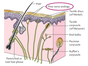 <p>Location: mostly skin</p><p>Stimuli: temperature</p><p>Free nerve ending ion channels: TRPV1 - hot, TRPM8 - cold</p>