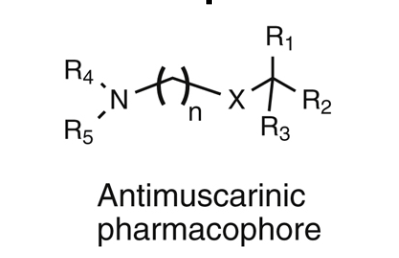 <ul><li><p>R1/R2 should be carbocyclic or heterocyclic rings and bind to the mAChR thru hydrophobic and/or π stacking interactions with active site Tyr, Phe, and Trp residues that lie outside of the ACH binding pocket. optimal potency is observed when <u>one ring is aromatic and the other is saturated</u>. typically 5 or 6 membered ring substituents are optimal. analogues containing larged ring structures, such as naphthalene, tend to be <strong>inactive</strong>, perhaps due to increased steric bulk</p></li><li><p>the R3 substituent = variable with hydrogen, hydroxy, hydroxymethyl, or carboxamide all acceptable. H-bonding hydroxy or hydroxymethyl subsittuents are optimal and can be a subsitutent on the R1 or R2 ring systems. these groups interact with a conserved Asn residue within the mAChR active site thru 2 hydrogen bonding inreactions. </p></li><li><p>the connecting functional group “X” in most analogues is an <strong>ester</strong>, mimicking ACH. however ether and carbon X moietites also produce active compounds. the nature of the connecting groups allows antimsucarinic agents to be chemically classified as <strong>aminoalkyl esters, aminoalkyl ethers, </strong>or <strong>aminoalcohols. </strong>nitrogen is typically a <u>quaternary ammonium speicies</u> (most potent) or tertiary amine. tertiary amine will be extensively protonated at physiological pH to generate the cationic species needed for ionic interactions w/the conserved active site Asp residue. </p></li><li><p>R4/R5 are typically small alkyl groups such as methyl, ethyl, propyl, or isopropyl. some compounds contain a cyclic motif to yield the quaternary nitrogen</p></li><li><p>due to molecular flexibility, the distance between the nitrogen aotm of the tertiary of quarternary amine and the ring-substituted carbon seems to be <u>less critical</u> for activity. normally, the linking chain is 2-4 carbons (optimal)</p></li></ul><p></p>