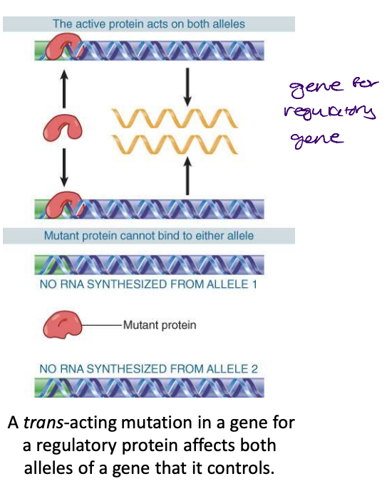 <p>trans-acting : regulatory proteins that bind to DNA</p><ul><li><p>trans-acting mutations identify sequences of DNA that produce proteins that bind to other DNA sequences to cause an effect</p><ul><li><p>trans-acting mutations are expressed as RNA or polypeptide</p></li></ul></li><li><p>control sites in DNA provide binding sites for proteins; coding regions are expressed via the synthesis of RNA</p></li></ul>