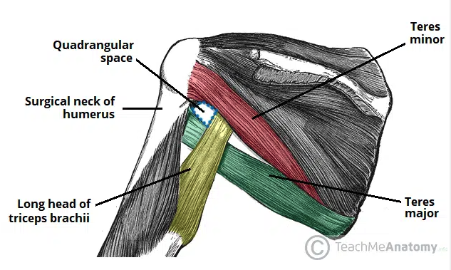 <p>Quadrangular Space Syndrome</p>