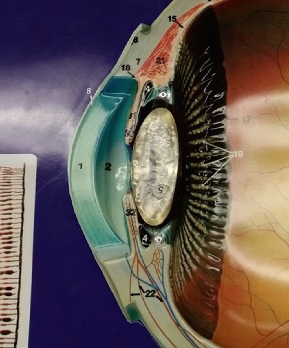 <p>4: area between iris and lens</p>