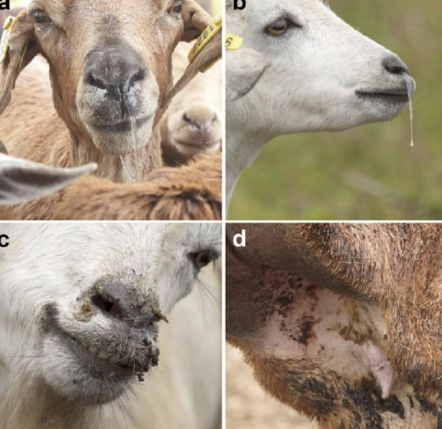 <p>-fever</p><p>-anorexia</p><p>-depression</p><p>-clear nasal discharge which progresses to thick, yellow discharge with crusts and occludes nostrils</p><p>-eyes may develop similar thick, matting discharge</p><p>-ulcers and inflammation on all oral MMs, and throughout GI tract</p>