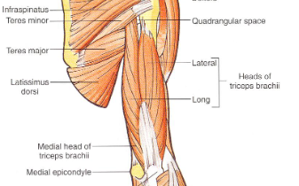 <p><strong>Origin</strong>:</p><p><u>Long head</u>: infraglenoid tubercle of scapula</p><p><u>Medial head</u>: lower 1/2 of posterior humerus</p><p><u>Lateral head</u>: upper 1/2 of humerus</p><p><strong>Insertion</strong>: olecranon process</p><p><strong>Actions</strong>: all heads extend elbow; <u>long head</u> extends and adducts shoulder</p>