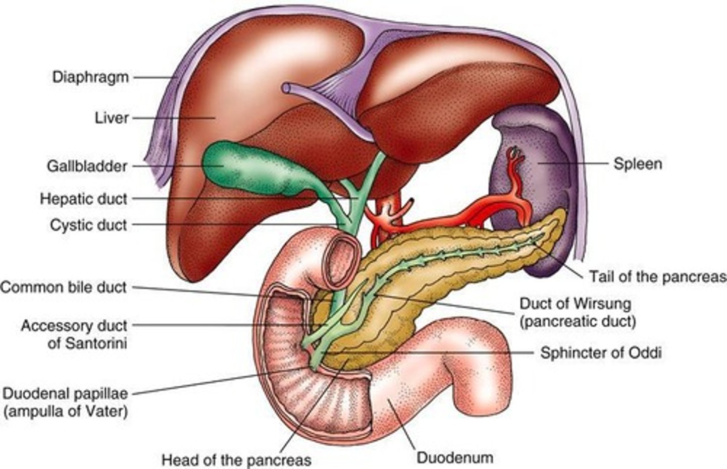 <p>Stores bile for fat digestion.</p>