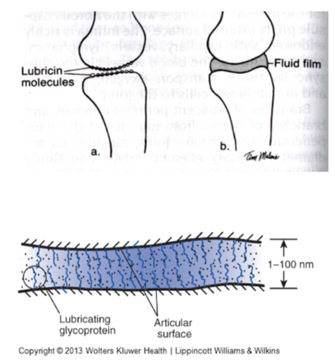 <p>Transient (lubricant squeezed out of articular area)</p>
