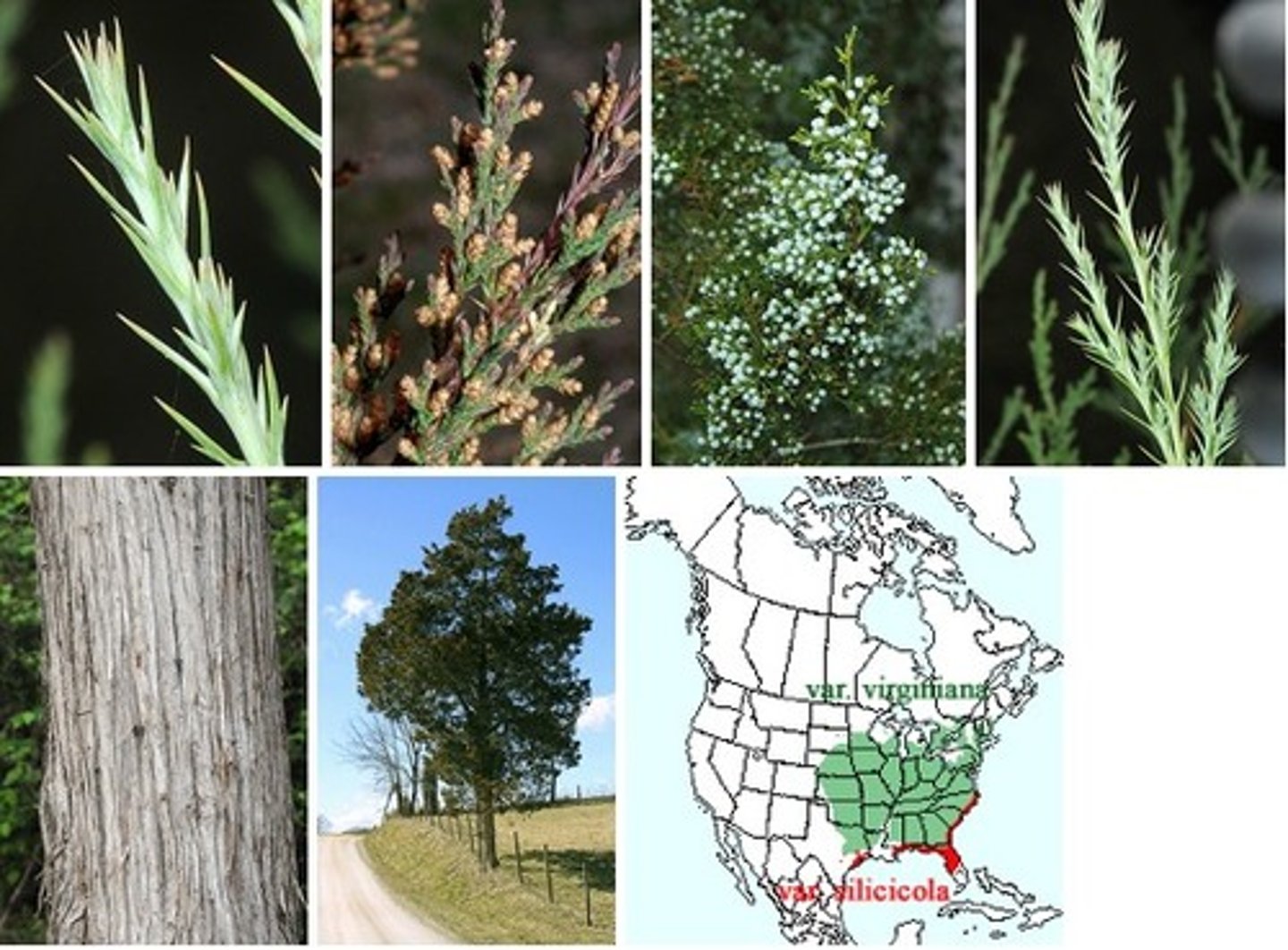 <p>A slow-growing evergreen coniferous tree with reddish-brown bark that peels off in large strips and scale-like adult leaves.</p>