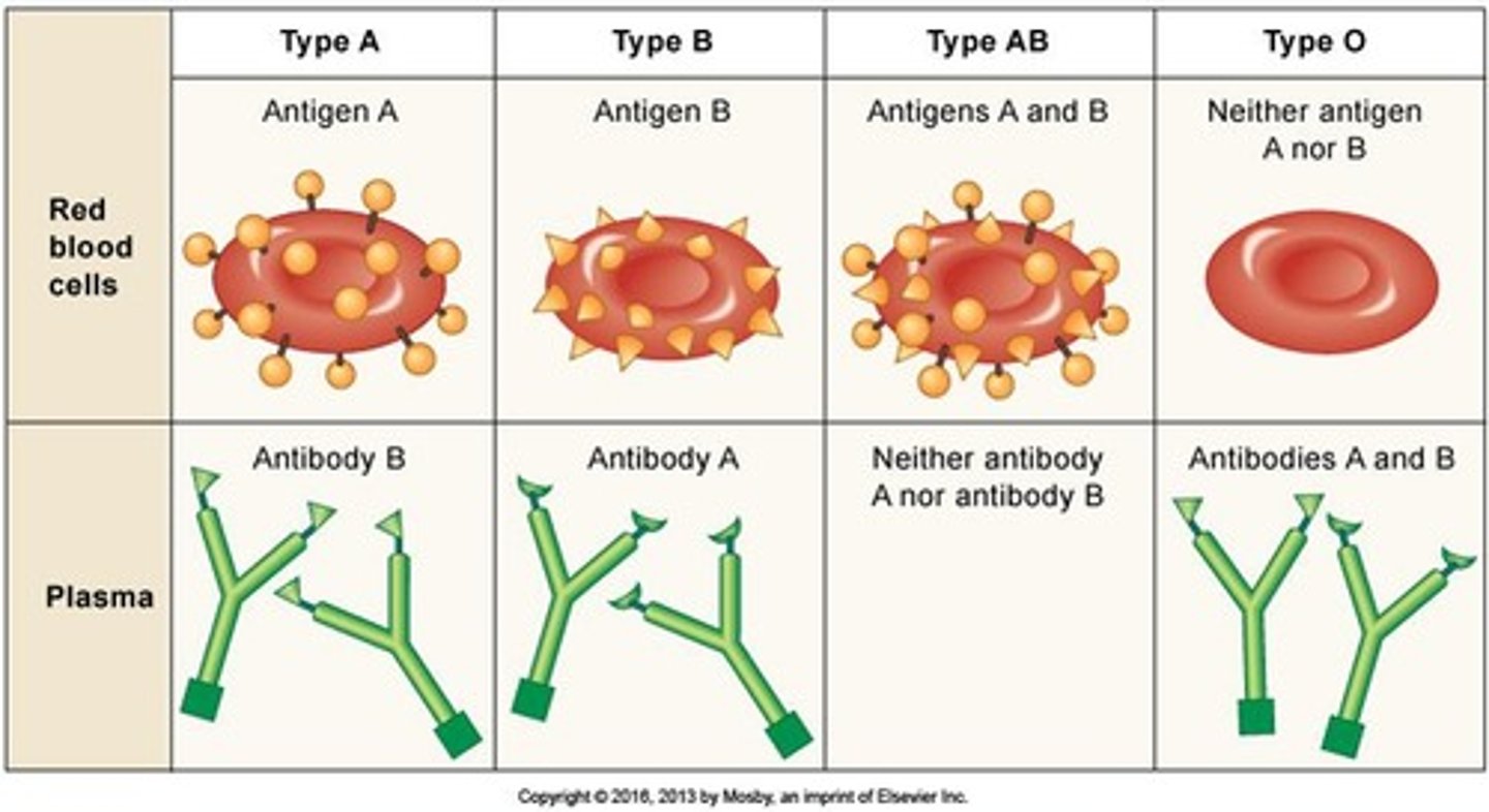 <p>ABO blood groups determine the presence or absence of A and B antigens on red blood cells, which is crucial to avoid immune reactions during transfusions.</p>