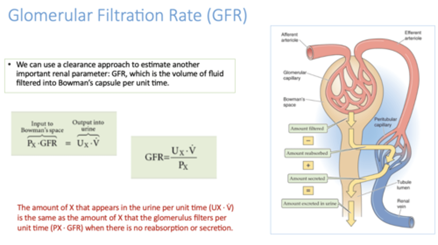 <p>Glomerular Filtration Rate (GFR)</p>