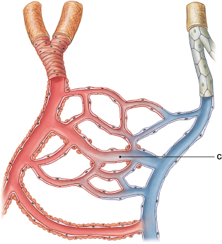 <p>What is the most specific physiological function of the blood vessel labeled "C"? </p>