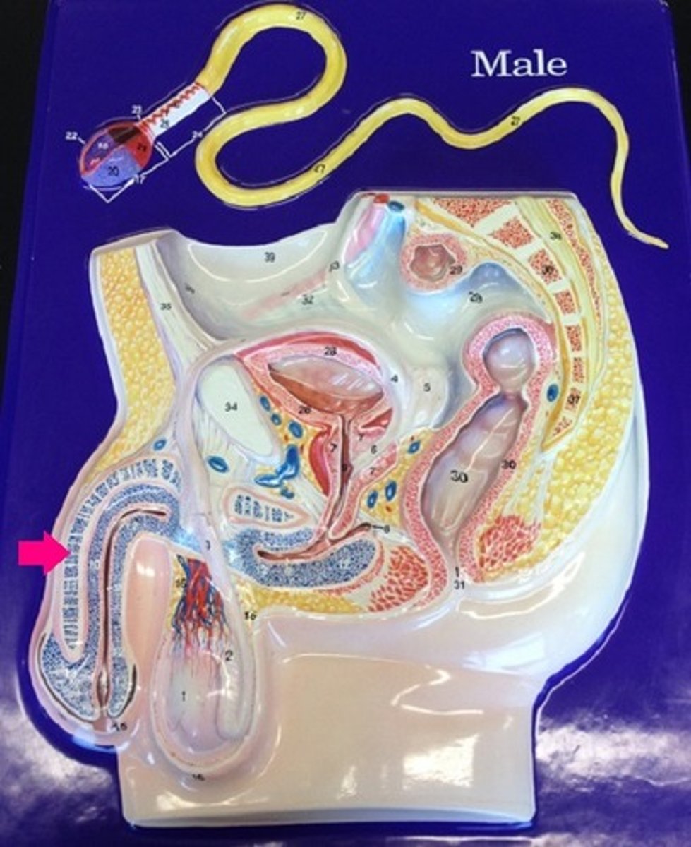 <p>Identify the tissue.</p>