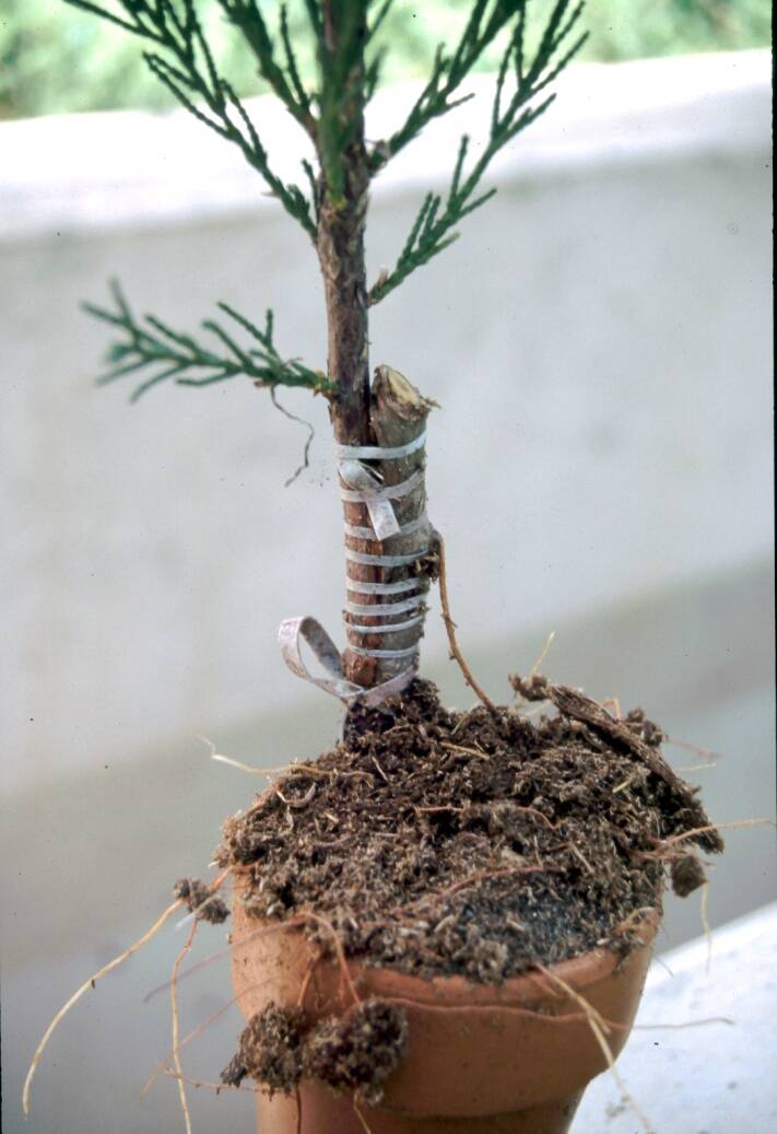 <p>side grafting</p>