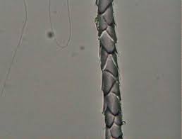 Dog/Rodent Cuticle