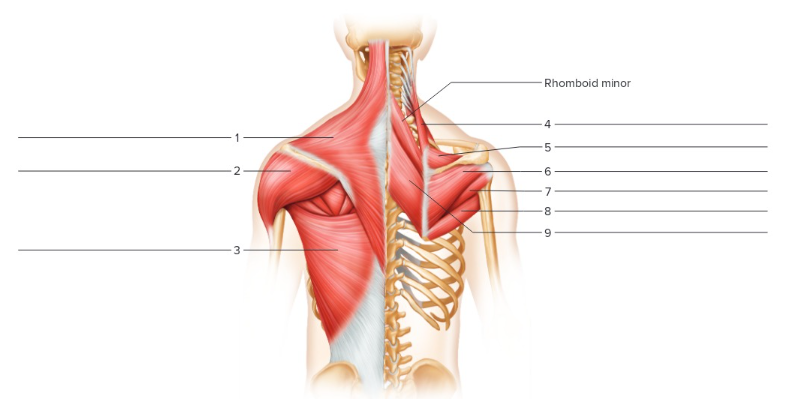 <p>Label the following: Posterior shoulder</p>