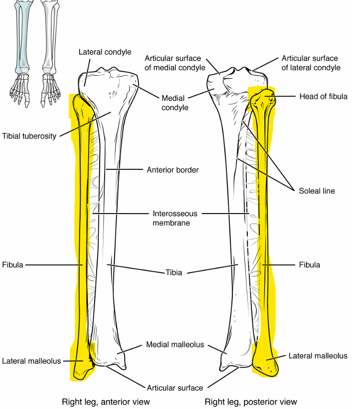 <p>outermost thinner bone of lower leg, thin head and shaft, pointed body to outside</p><p>head → top portion of bone near knee</p><p>lateral malleolus → lateral bulge of ankle, articulates with talus</p>