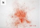<p>A gunshot</p>