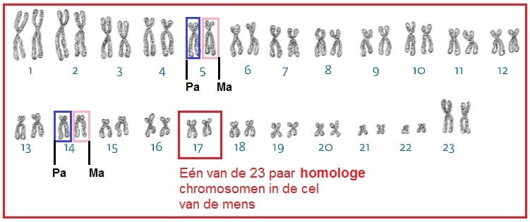 <p>Chromosomen met dezelfde grootte, vorm en genen op dezelfde plaats.</p><p><span><strong><span>paren van overeenkomstige chromosomen in een diploïde cel, waarbij één exemplaar van de moeder en één van de vader afkomstig is </span></strong></span></p>