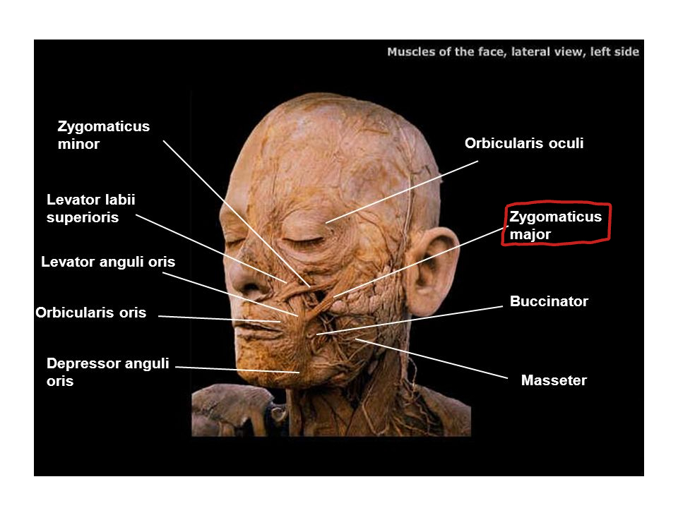 What is the origin for Zygomaticus Major?