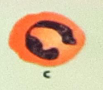 <p>Identify the WBC</p>