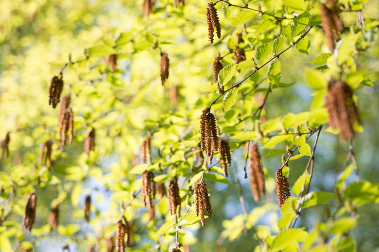<p>sweet birch</p>