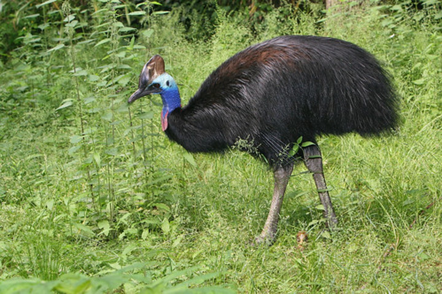 <p>Casuariiformes</p>