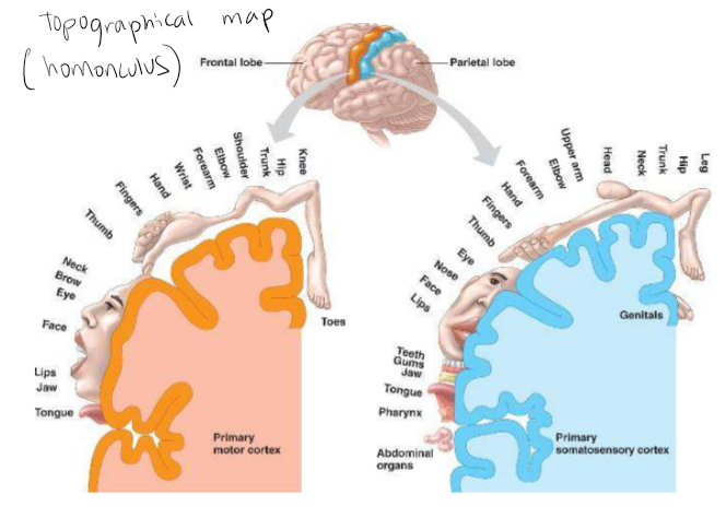 <p>Information can also be represented in topographical maps of a particular stimulus. Information about the value of a stimulus may be encoded by anatomical location of the neuron within the representation - PLACE CODE</p>