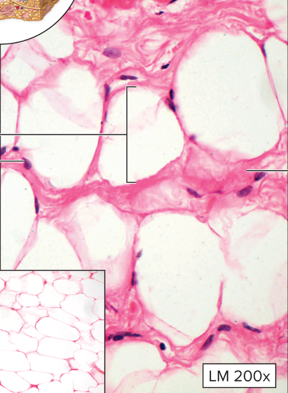 <p>What type of connective tissue is this?</p>