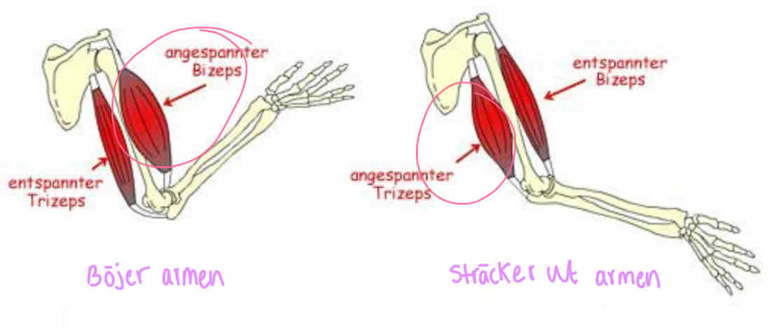 <p>Muskler som arbetar mot varandra för att kontrollera en rörelse. När ena kontraheras, sträcks den andra </p><p>EX: Biceps böjer armen medan Triceps sträcks ut </p>