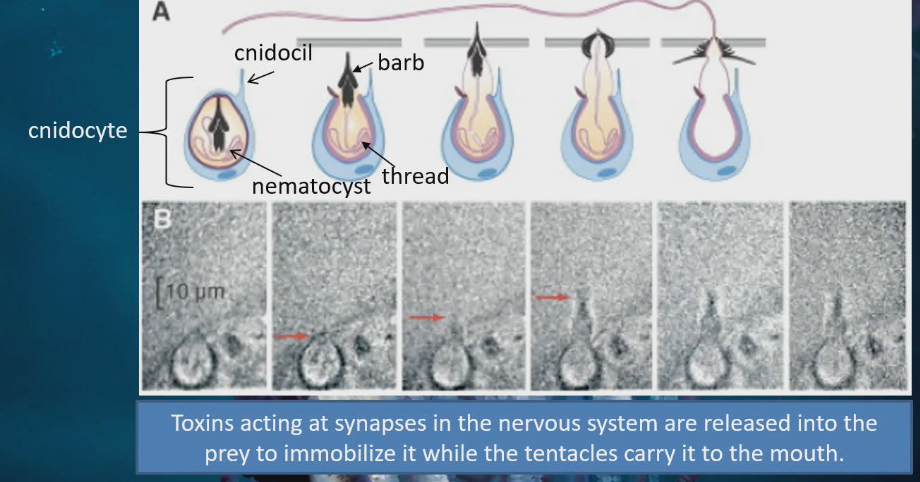 <ul><li><p>2 parts</p><ul><li><p>Cnidocil or trigger</p><ul><li><p>Fish has to brush up against this for cell to sting it</p></li><li><p>Trigger to detect prey</p></li></ul></li><li><p>nematocyst inside the trigger has 2 parts of its own</p><ul><li><p>Barb : sharp pointy part, penetrates through body wall of fish</p></li><li><p>Thread : enter into fishes body through the opening that the barb has created, and it comprised of toxins. Toxins acting at synapse in the nervous system are released into prey to immobilize it while the tentacles carry it to mouth.</p></li></ul></li></ul></li></ul><p></p>