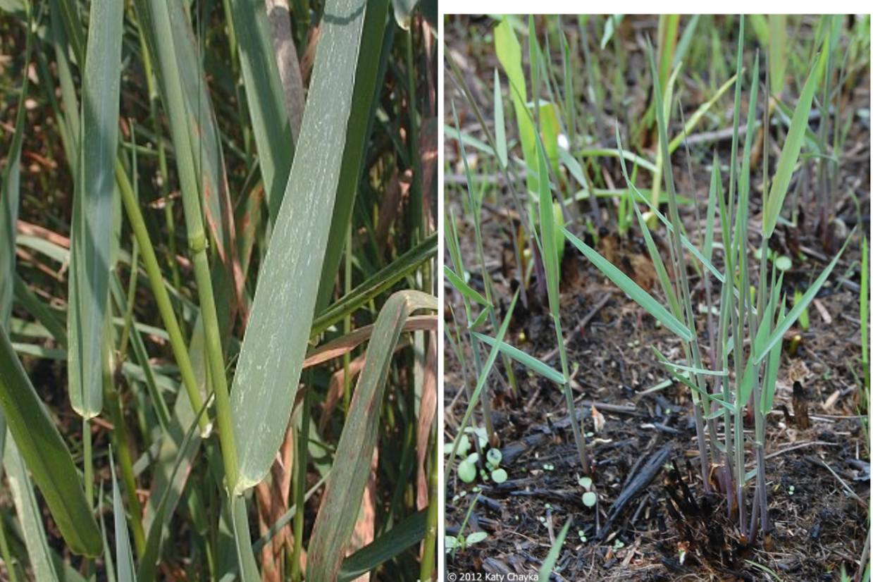 <p>Which picture is reed canary grass?</p>