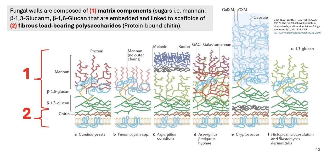 <ol><li><p><strong>Matrix components</strong> (sugars, i.e., mannan; B-1,3- and B-1,6 glucan that are embedded and linked to scaffolds of</p></li><li><p><strong>Fibrous load-bearing polysaccharides</strong> (protein-bound chitin)</p></li></ol><p></p>