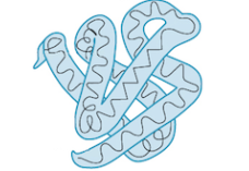 <p>3D folding due to interactions between the side chains of the AAs</p><p>reinforced by hydrophobic interactions, hydrogen bonds, ionic interactions, and disulfide bridges of the side chains </p><p>disulfide bridges are the covalent bond formed between sulfer atoms of 2 cysteine monomers</p>