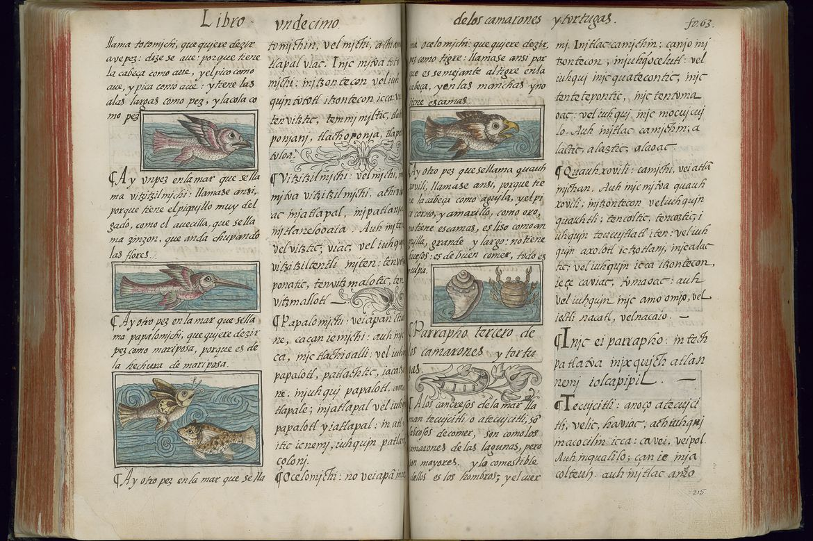 <p>Florentine Codex</p>