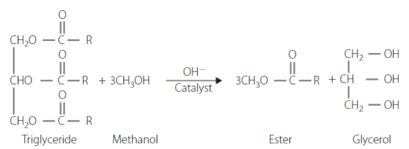 <ul><li><p>Biofuels are produced from renewable resources such as crops. This is due to most biofuels being made from leftover organic matter from crops, algae or animal wastes.</p></li><li><p>The two main biofuels are ethanol and biodiesel, however, in Australia ethanol is only used as a fuel additive for petroleum (~10%)</p></li><li><p>Ethanol has less energy output than petrol but a higher octane rating (compression before ignition) and its net release of CO2 is considerably less than that of E10 (10% ethanol: 90% petroleum).</p></li><li><p>Biodiesel is produced from fatty acids from any organic source. The ester (biodiesel) is simply separated from a triglyceride via transesterification.</p></li><li><p>The resulting biodiesel is only slightly less energetic but can only run in specific biodiesel engines, or in unmodified diesel engines with =&lt; 20% biodiesel to diesel mix.</p></li></ul><p></p>