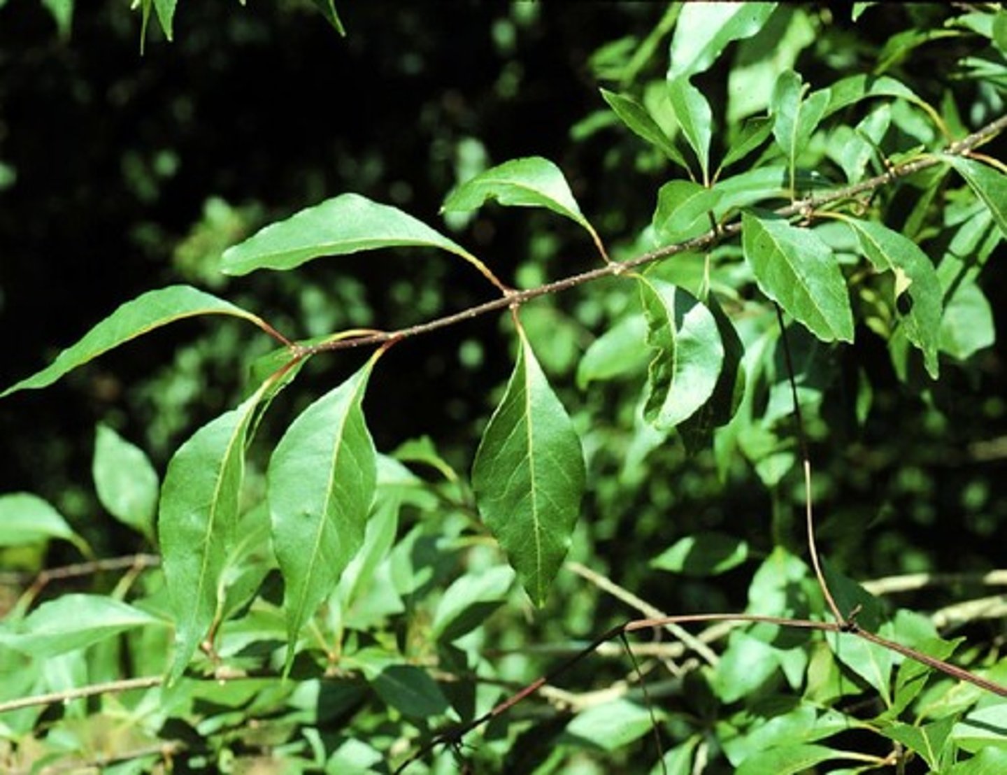<p>Foresteria ligustrina<br>Oleaceae</p>
