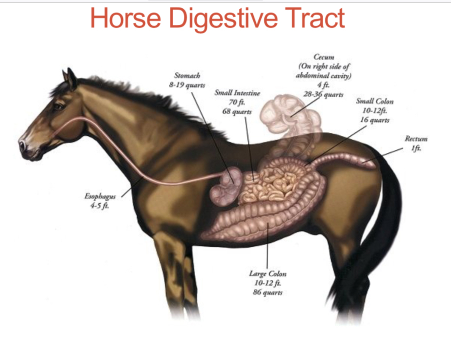 <p>What is the digestive pathway of a horse?</p>